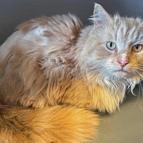 Ovar_inntak_1