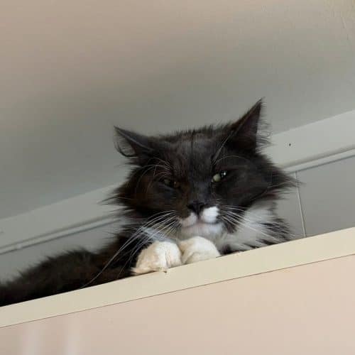 Sylvester_2
