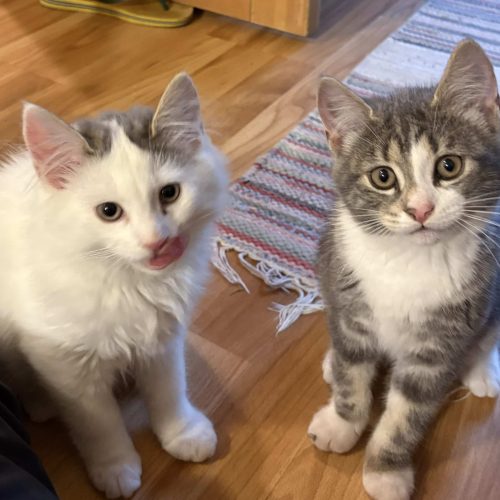 Ramona og Randin